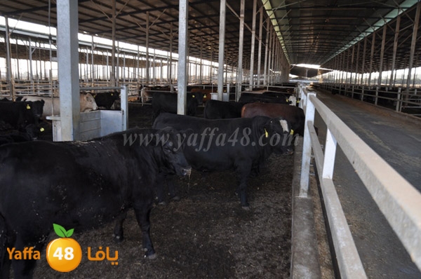 3ojojl shamal (11).JPG